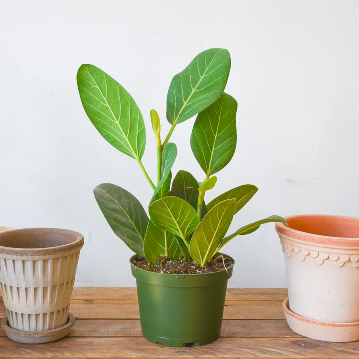 arbusto ficus audrey
