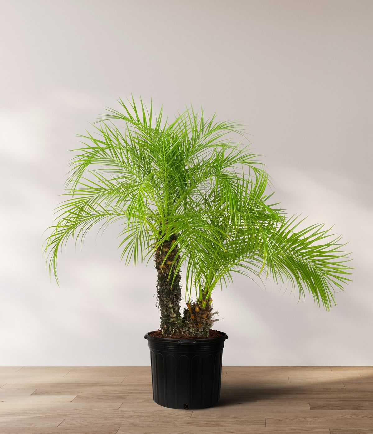 planta areca