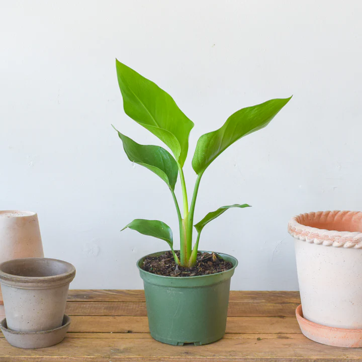 planta ave del paraiso
