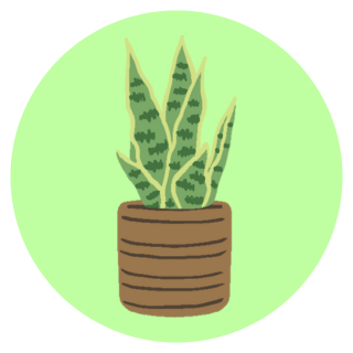 Plantas de interior