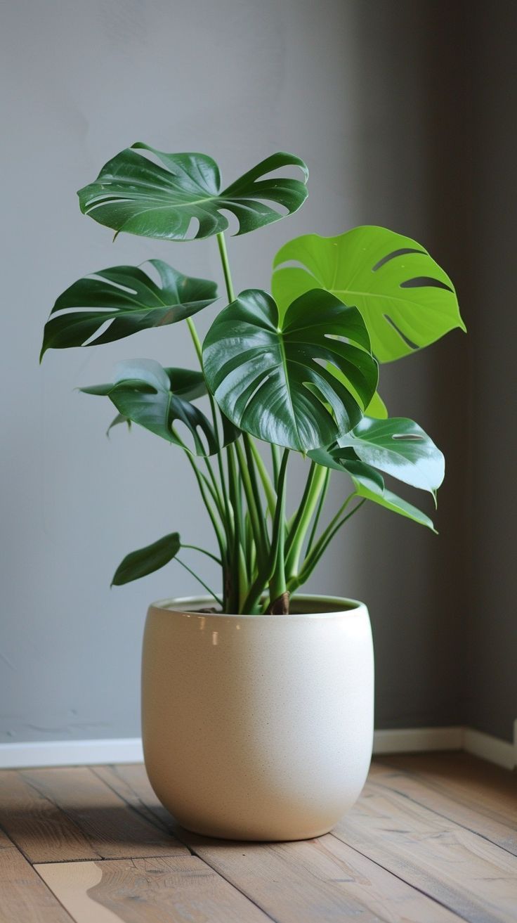 planta monstera