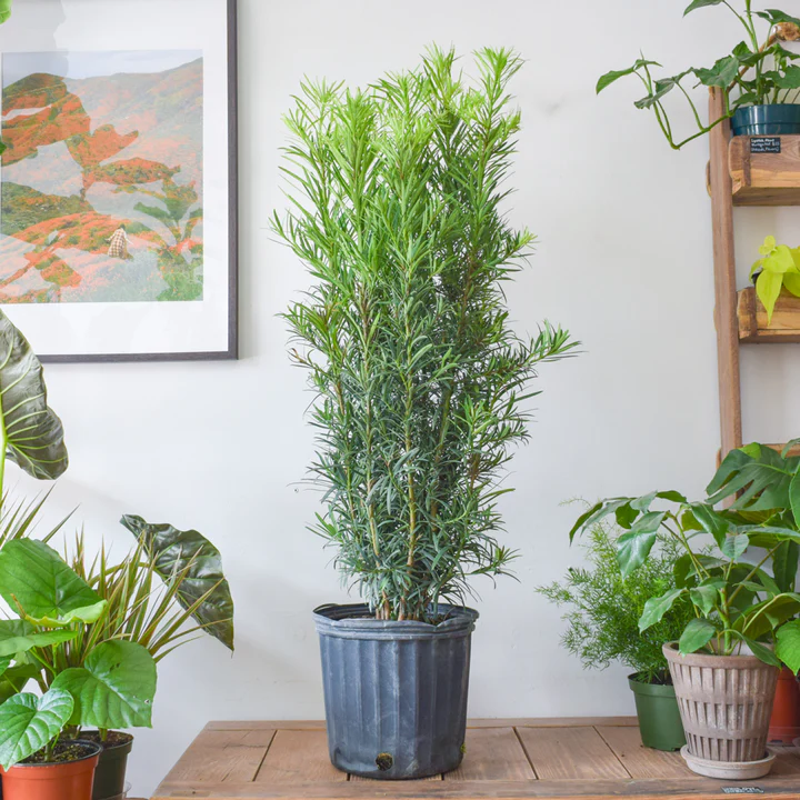 planta pino budista
