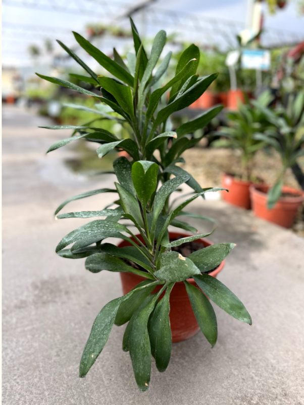 Planta Drassena Robusta