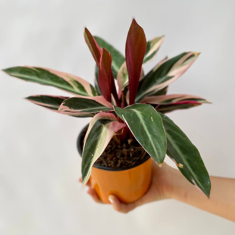 Planta Marantha Ctenanthe