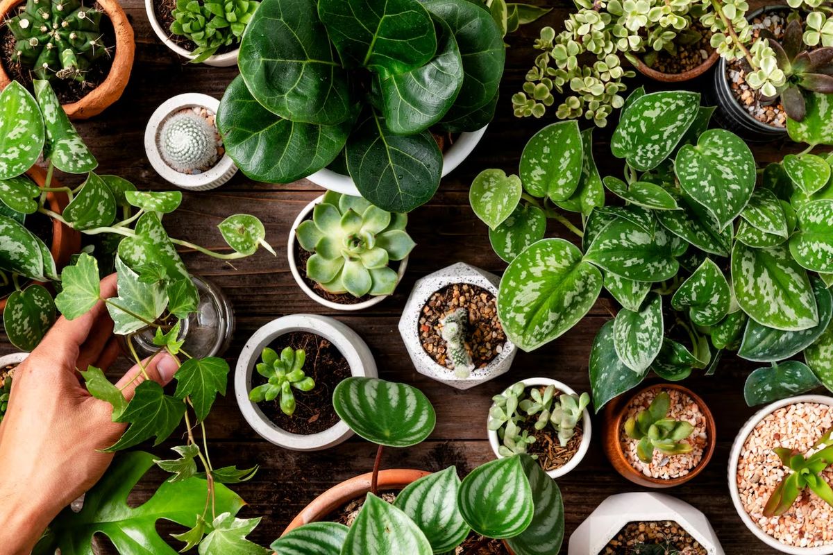 Plantas 3