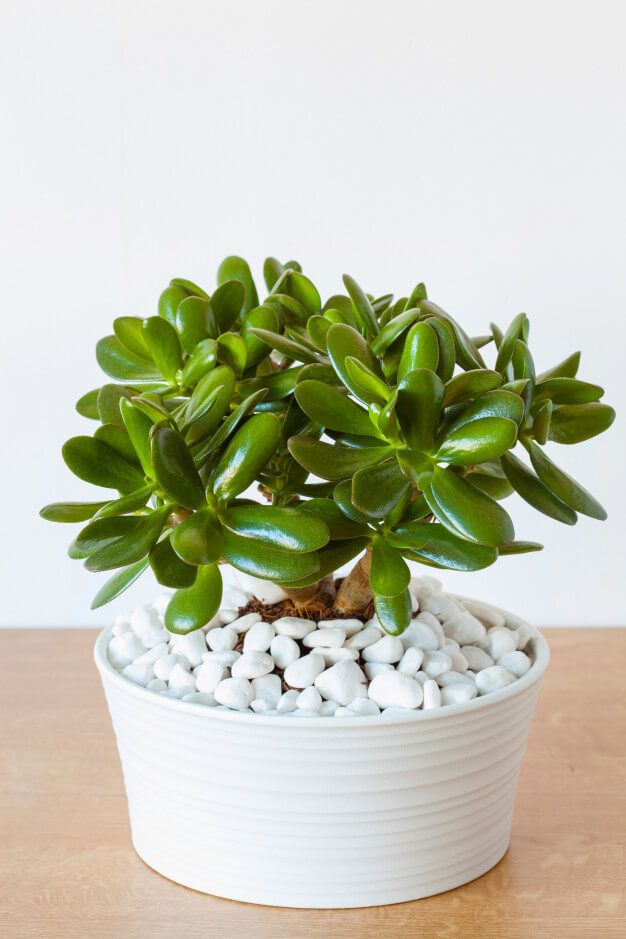 planta suculenta
