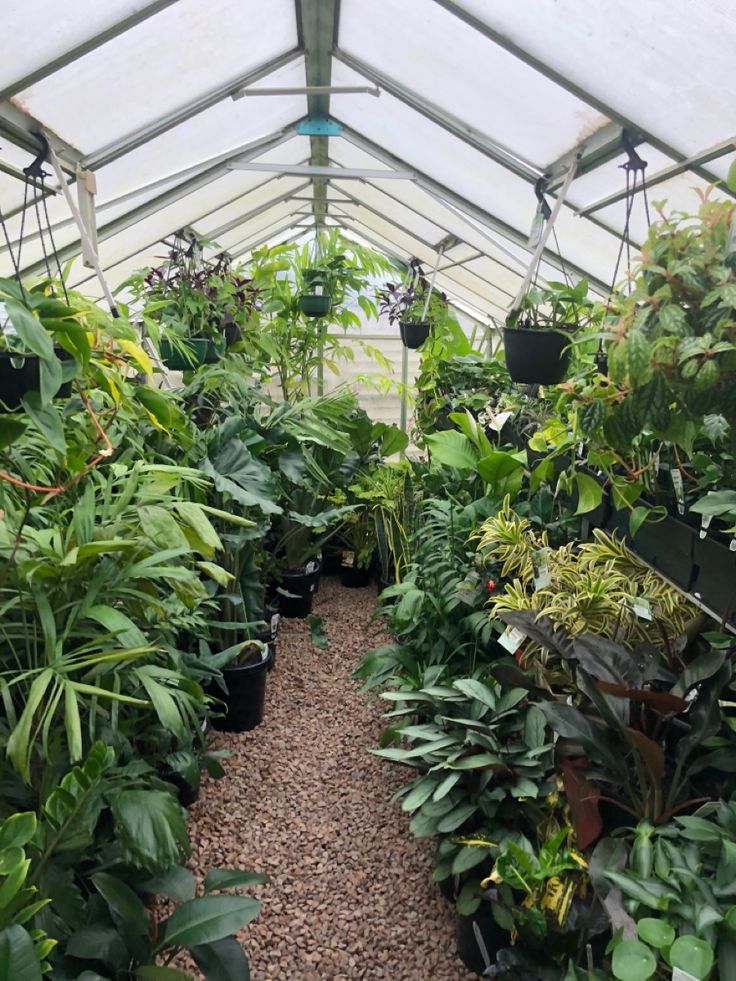 Vivero Verde