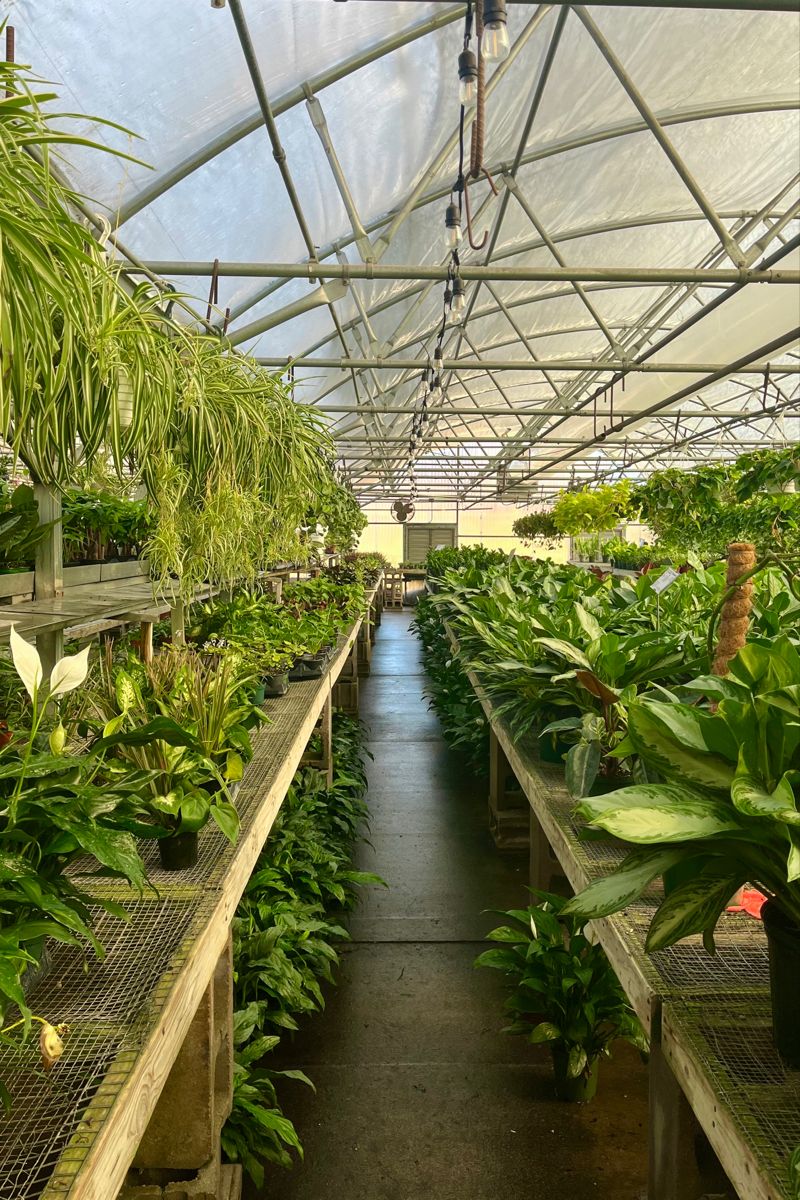Vivero Verde
