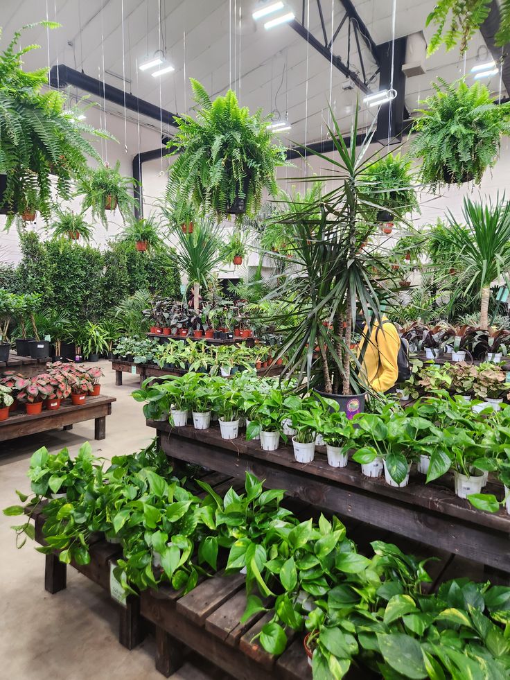 Vivero Verde